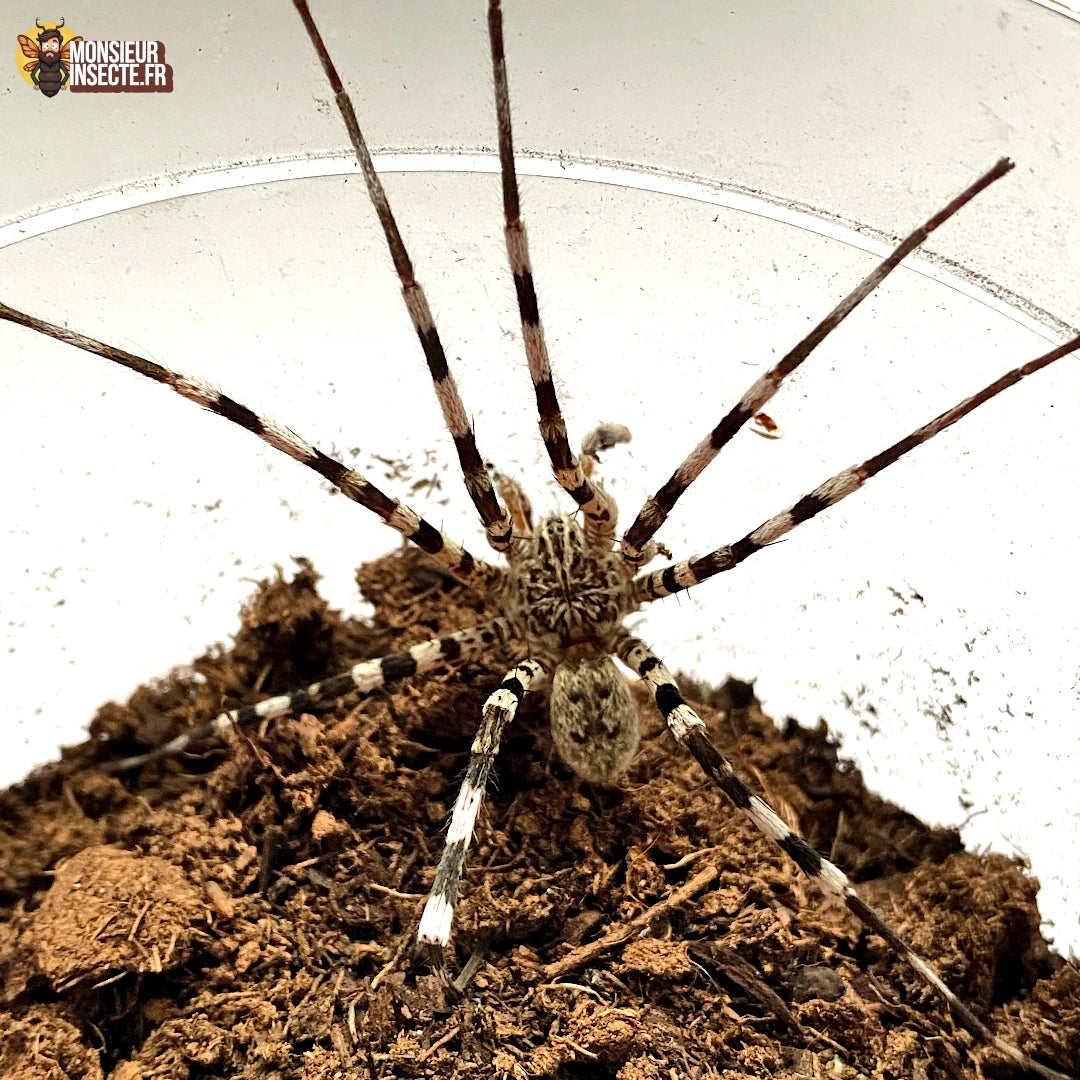 Achat araignee Viridasius Sylvestris 3