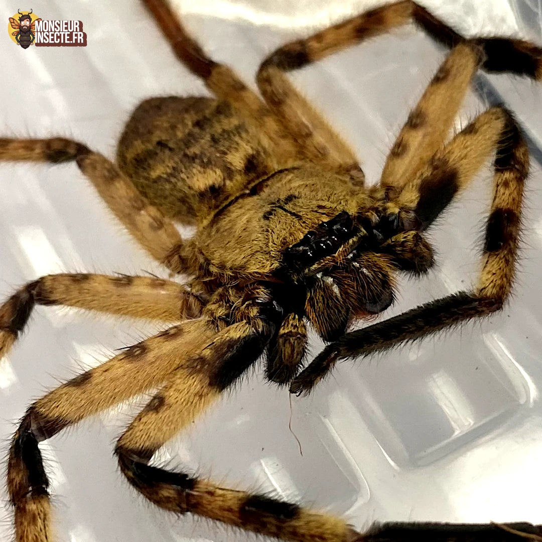 Achat araignee barylestis scutatus