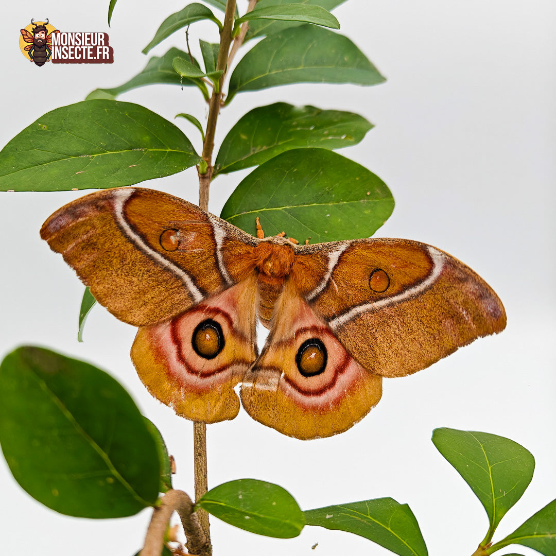 Achat chenille antherina suraka