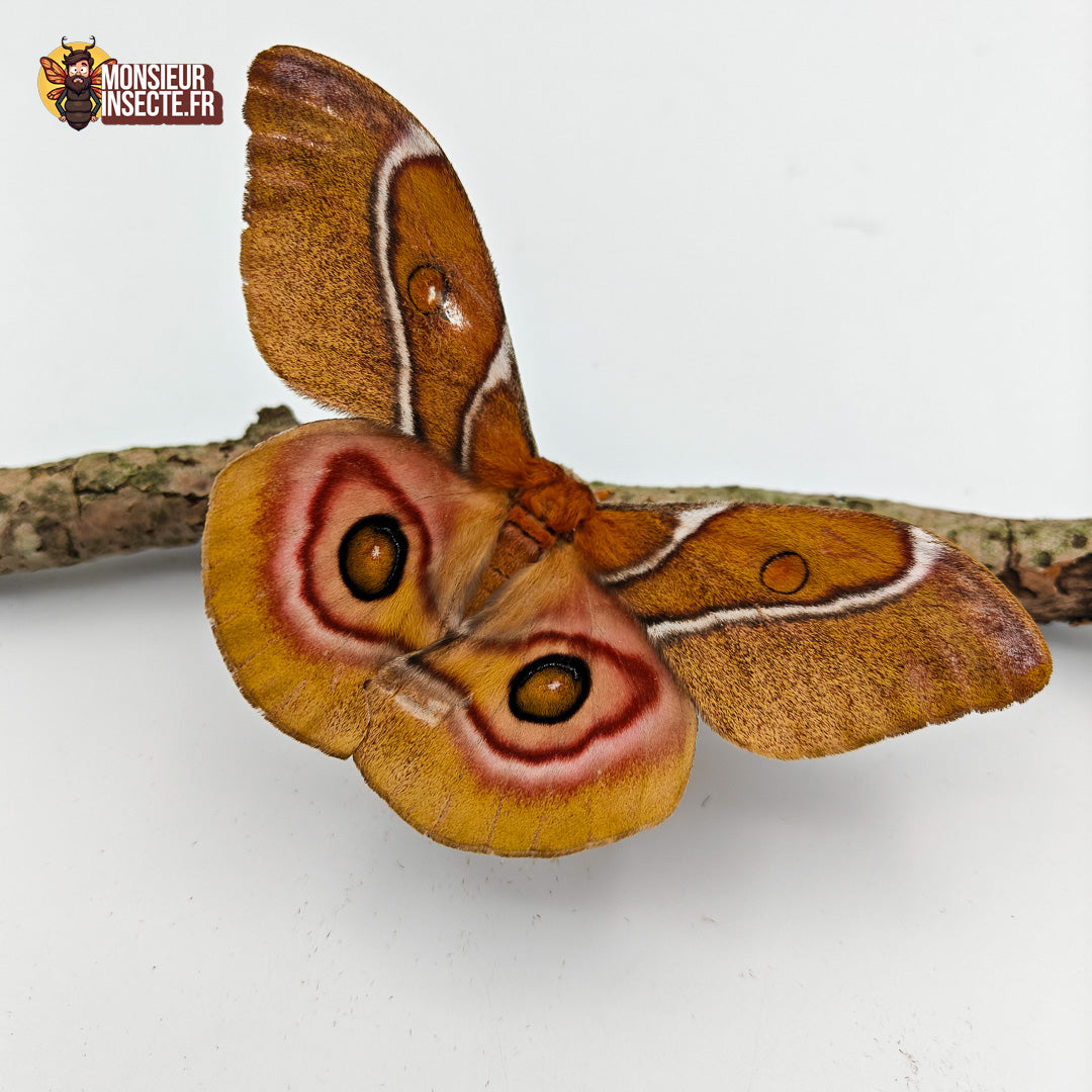 Achat chenille antherina suraka 3