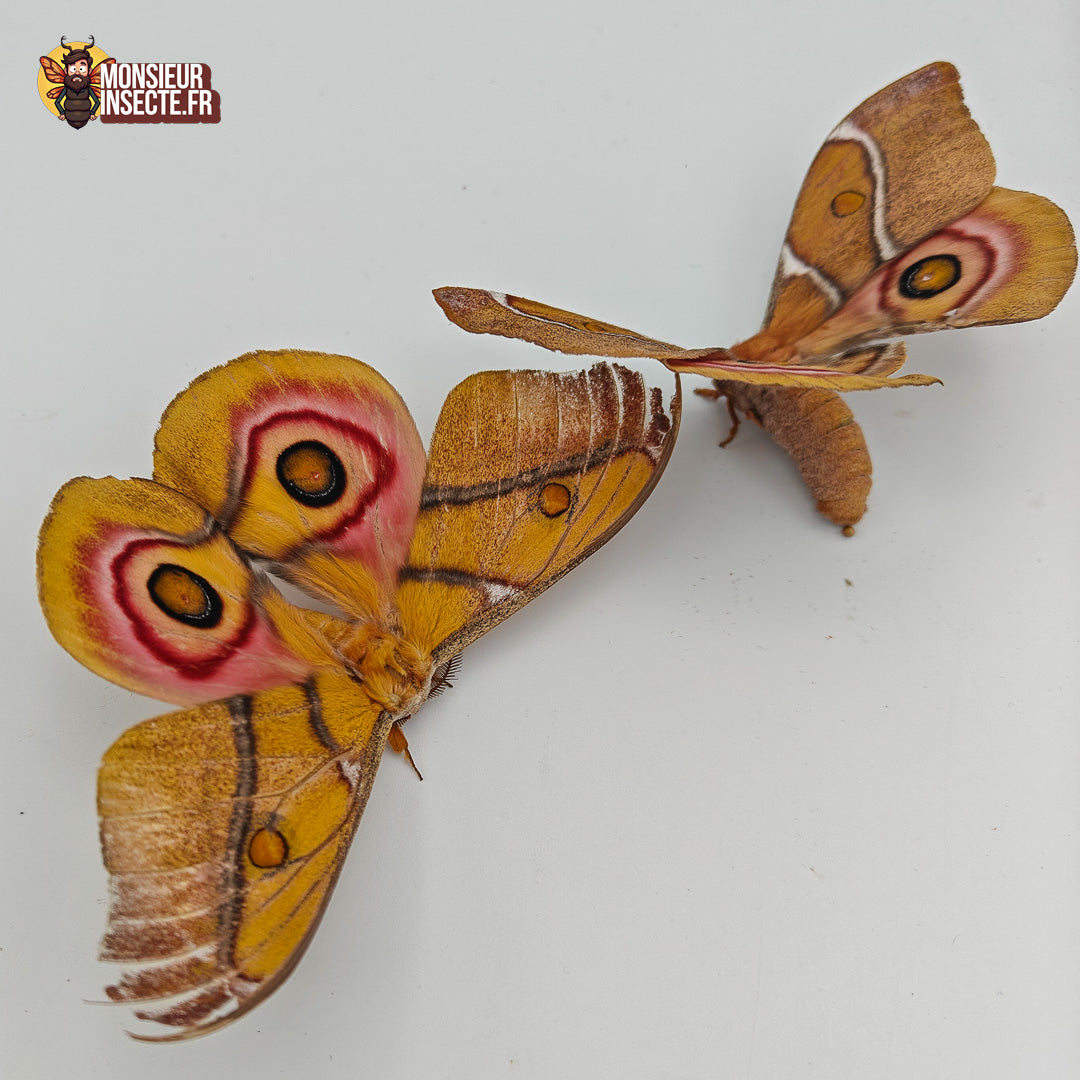 Achat chenille antherina suraka 4