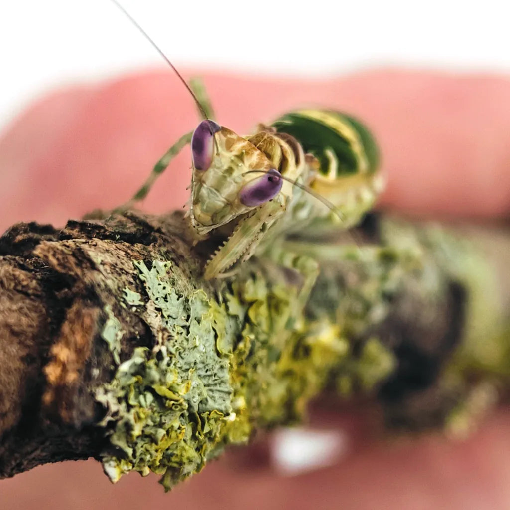 Achat mante religieuse creobroter gemmatus 3