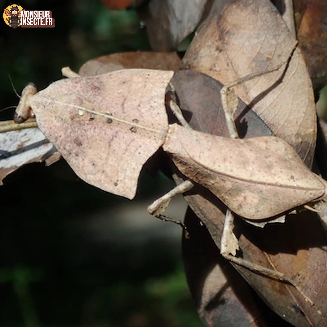 Achat deroplatys gorochovi 5