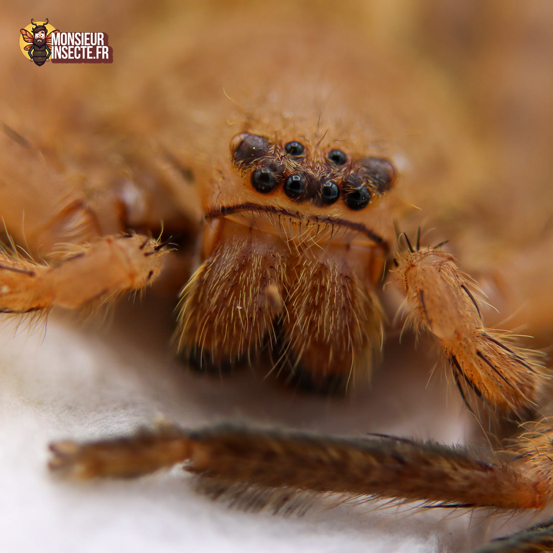Achat_heteropoda_javana_1