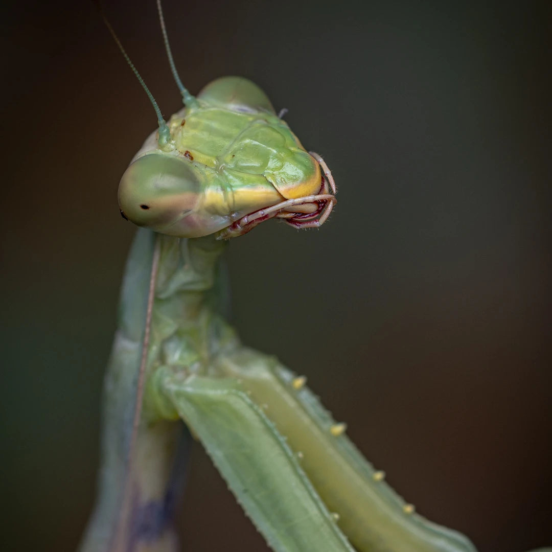 achat mante religieuse débutant 1