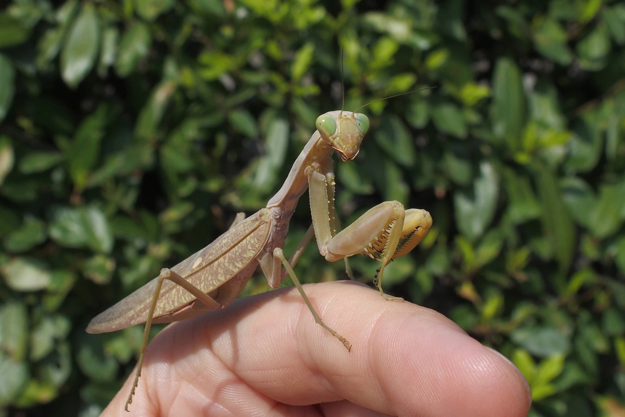 achat mante religieuse débutant 3