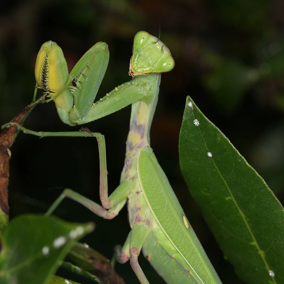 achat mante religieuse débutant 4