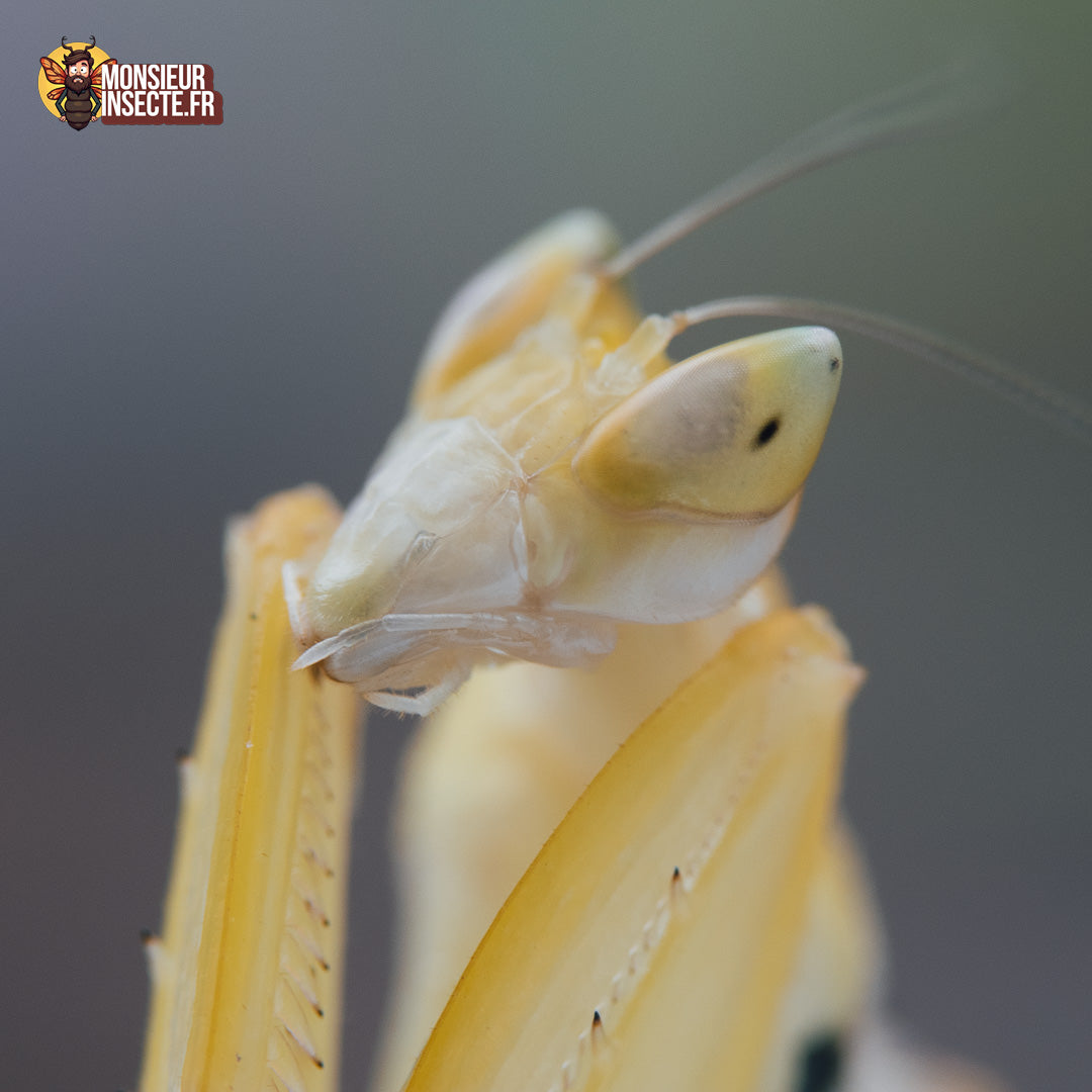 Achat_mante_religieuse_Helvia_Cardinalis_1