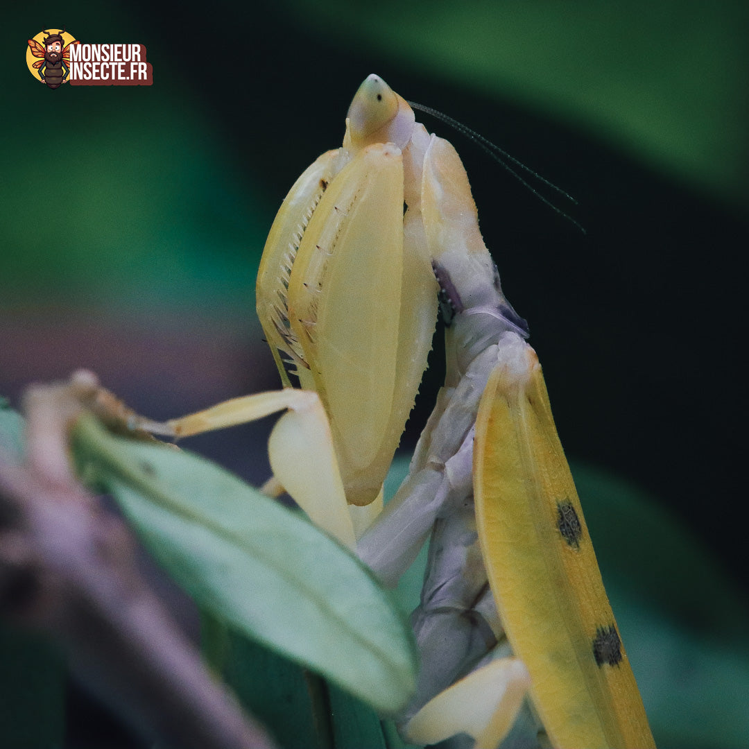 Achat_mante_religieuse_Helvia_Cardinalis_2