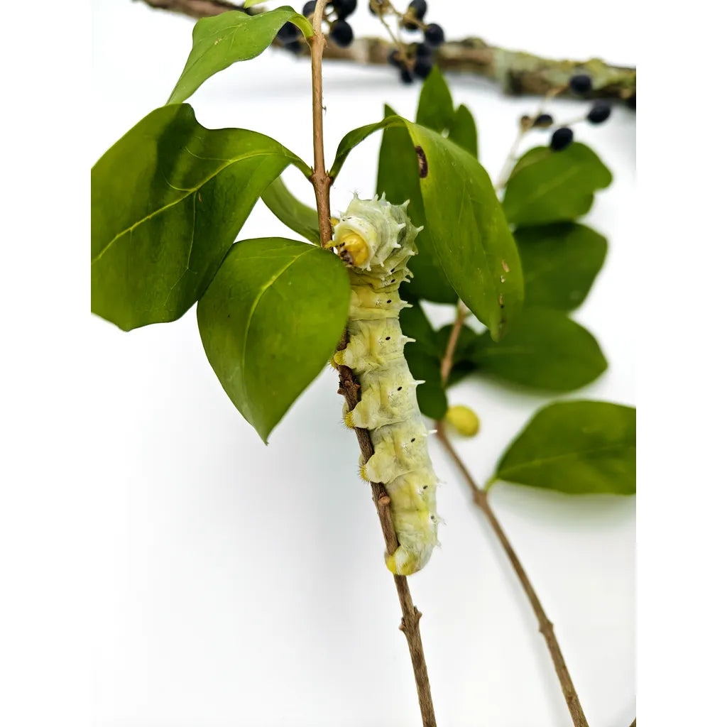 Achat_papillon_Phylosamia_Ricini 2