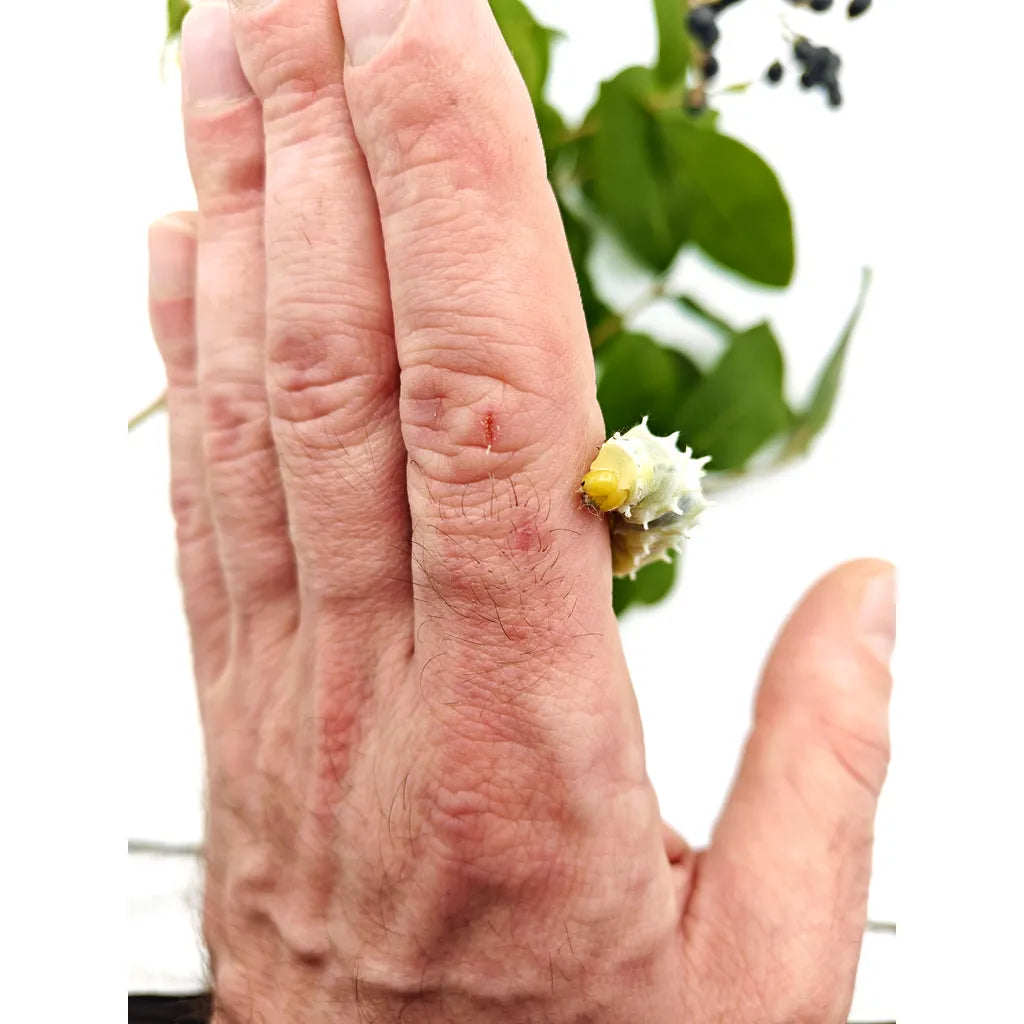 Achat_papillon_Phylosamia_Ricini 2