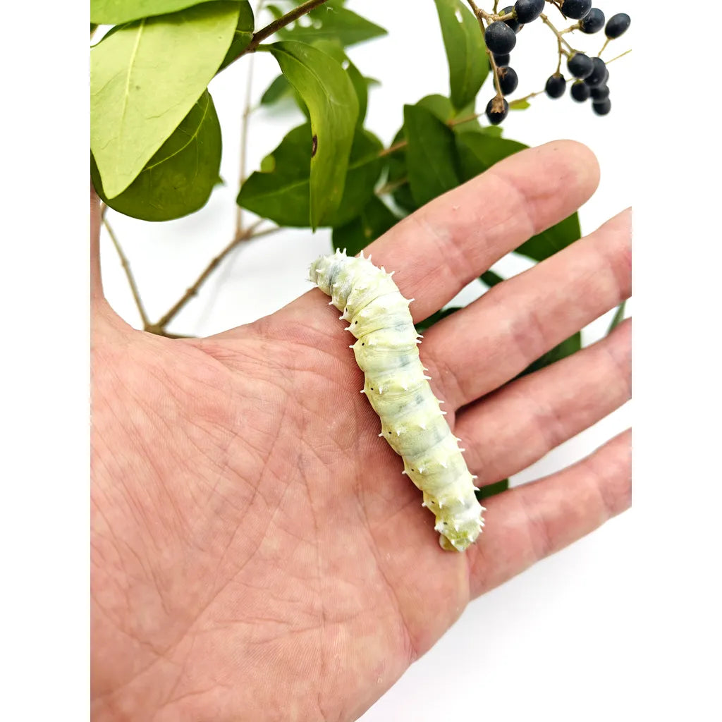 Achat_papillon_Phylosamia_Ricini