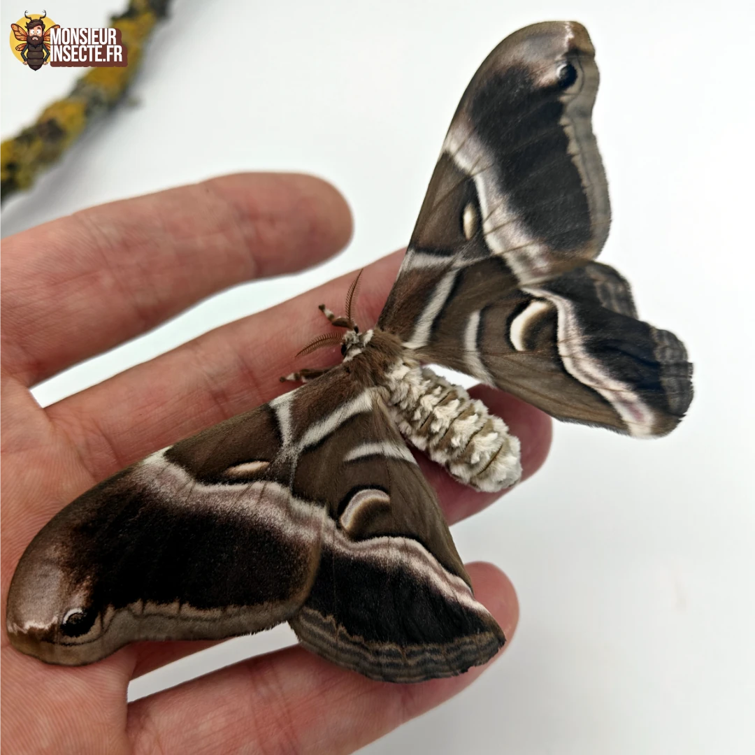 Achat papillon Phylosoma Ricini