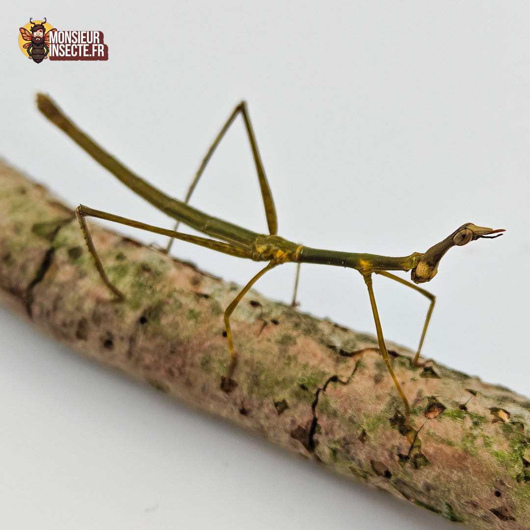 Phasme | Phasme géant - Pseudoproscopia latirostris