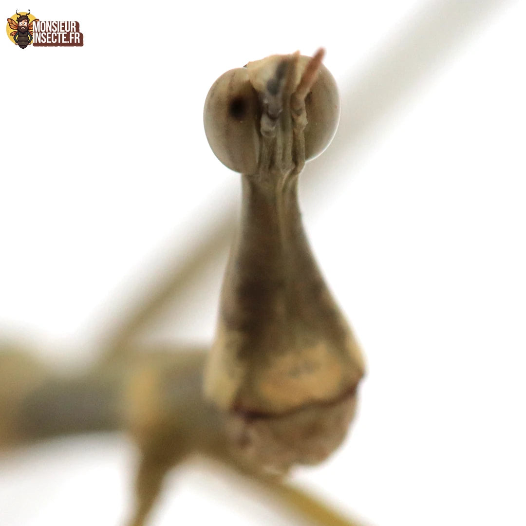 Phasme | Phasme géant - Pseudoproscopia latirostris
