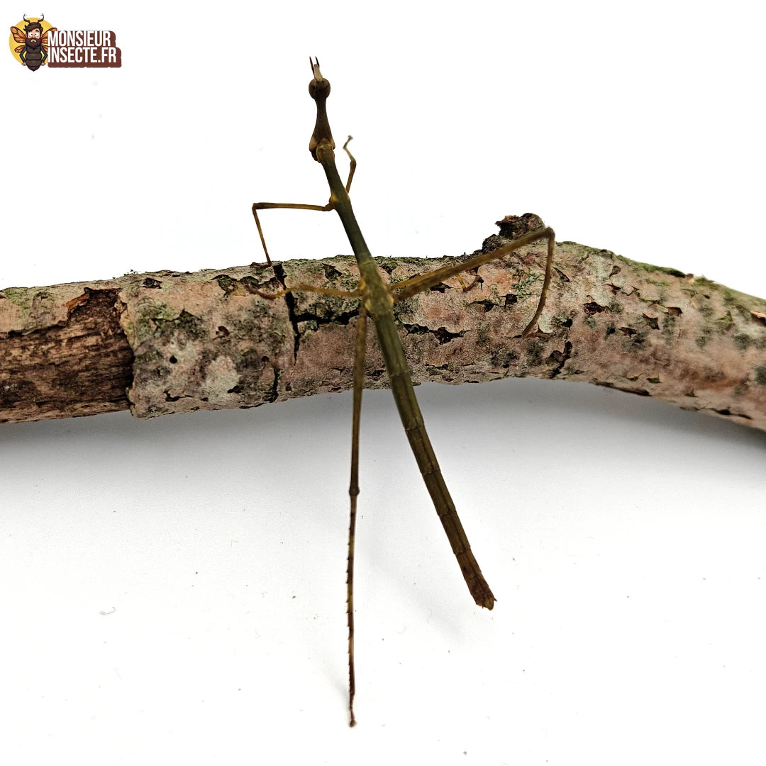 Phasme | Phasme géant - Pseudoproscopia latirostris