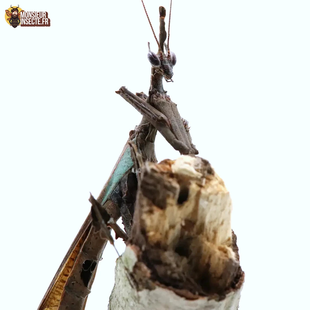 Mante Religieuse | Mante dragon - Stenophylla Lobivertex