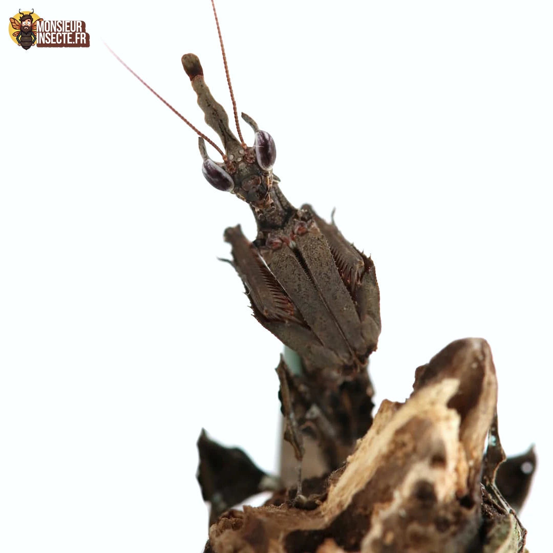 Mante Religieuse | Mante dragon - Stenophylla Lobivertex