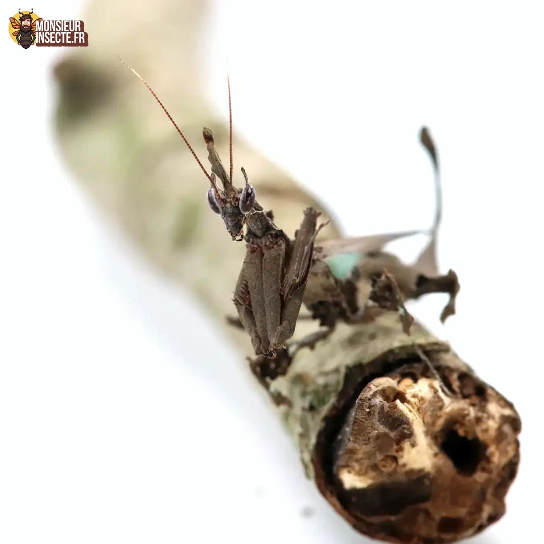 Mante Religieuse | Mante dragon - Stenophylla Lobivertex
