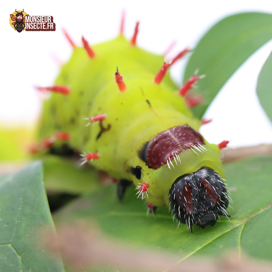 Papillon | Antherina Suraka