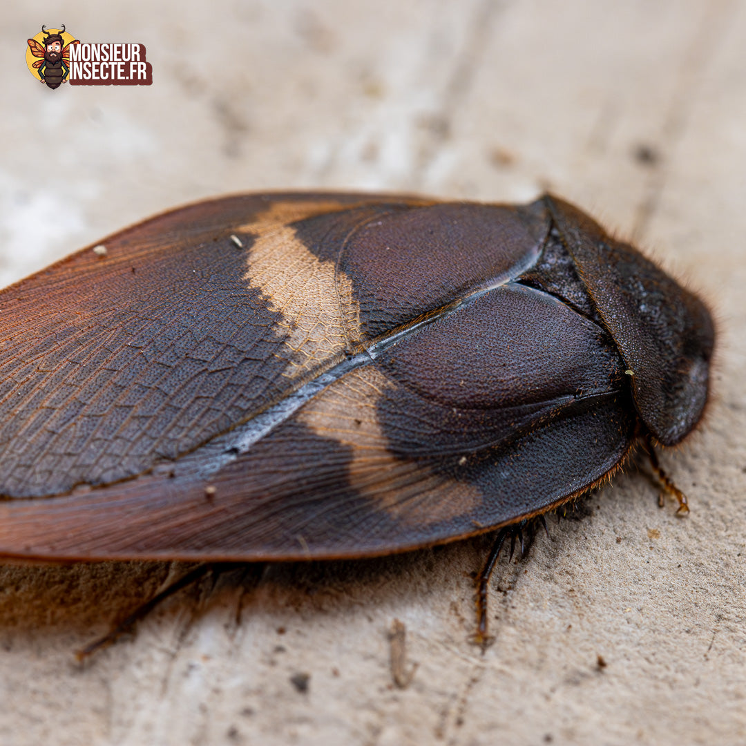 Blatte | Ergaula Capucina