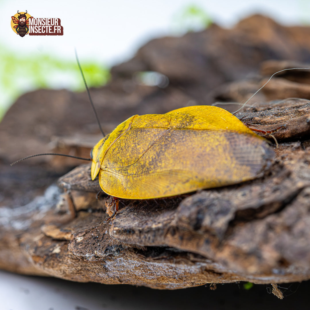 Blatte | Gyna Lurida