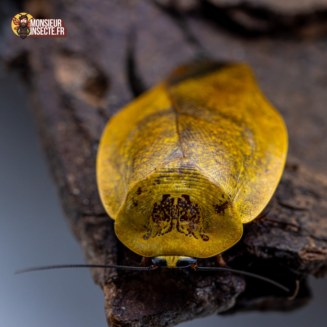 Blatte | Gyna Lurida