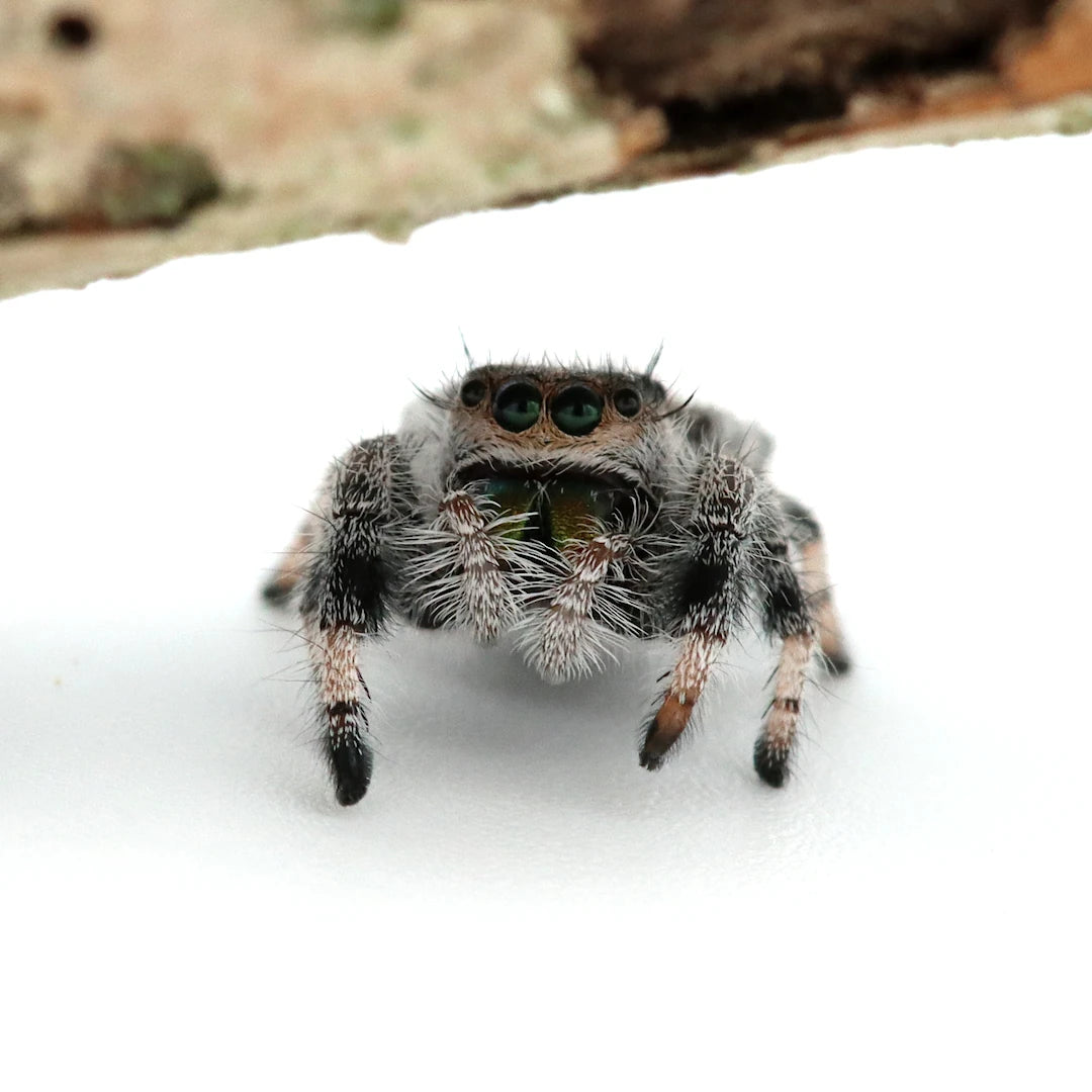 Araignée | Phidippus regius Sierra de Bahoruco