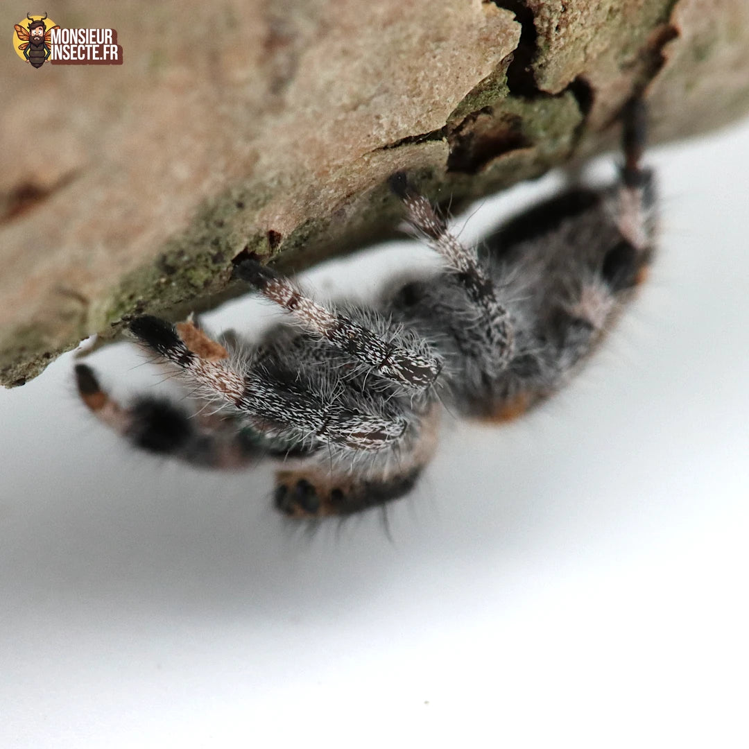 Araignée | Phidippus regius Sierra de Bahoruco