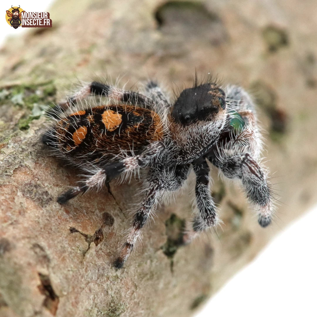 Araignée | Phidippus regius Sierra de Bahoruco
