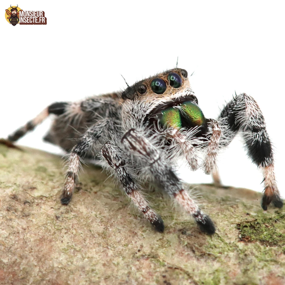 Araignée | Phidippus regius Sierra de Bahoruco
