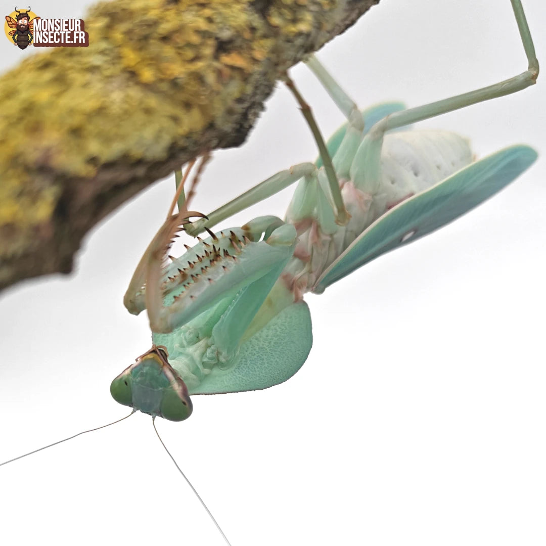 Acheter Mante Religieuse bouclier - Rhombodera Latipronotum