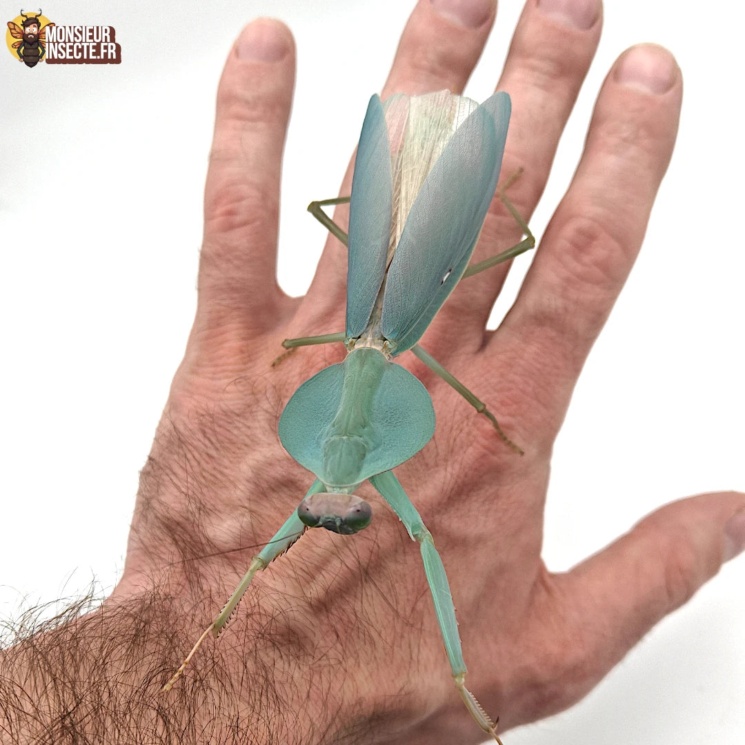 Acheter Mante Religieuse bouclier - Rhombodera Latipronotum