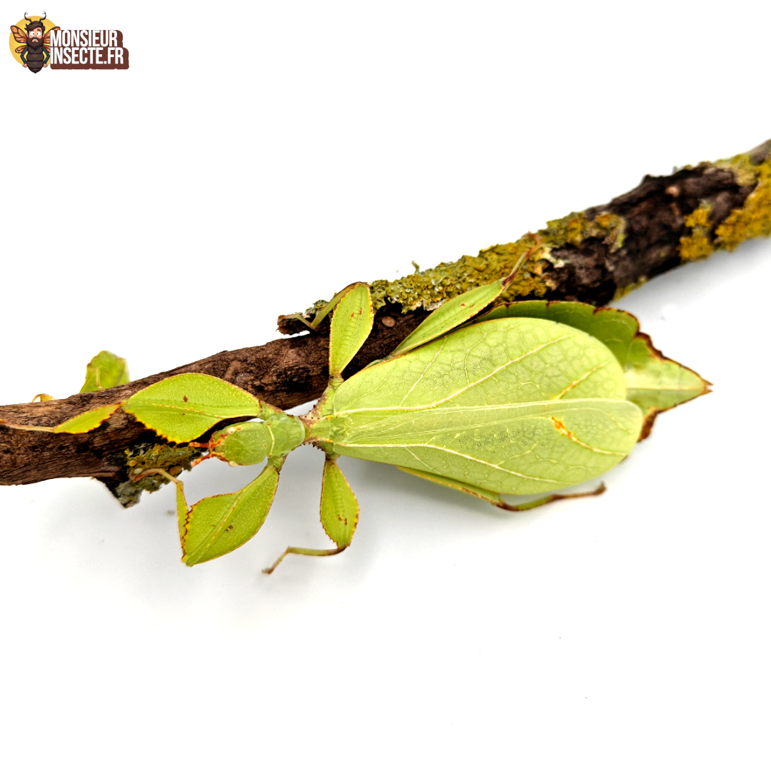 Acheter Phasme Feuille Phyllium philippinicum 8