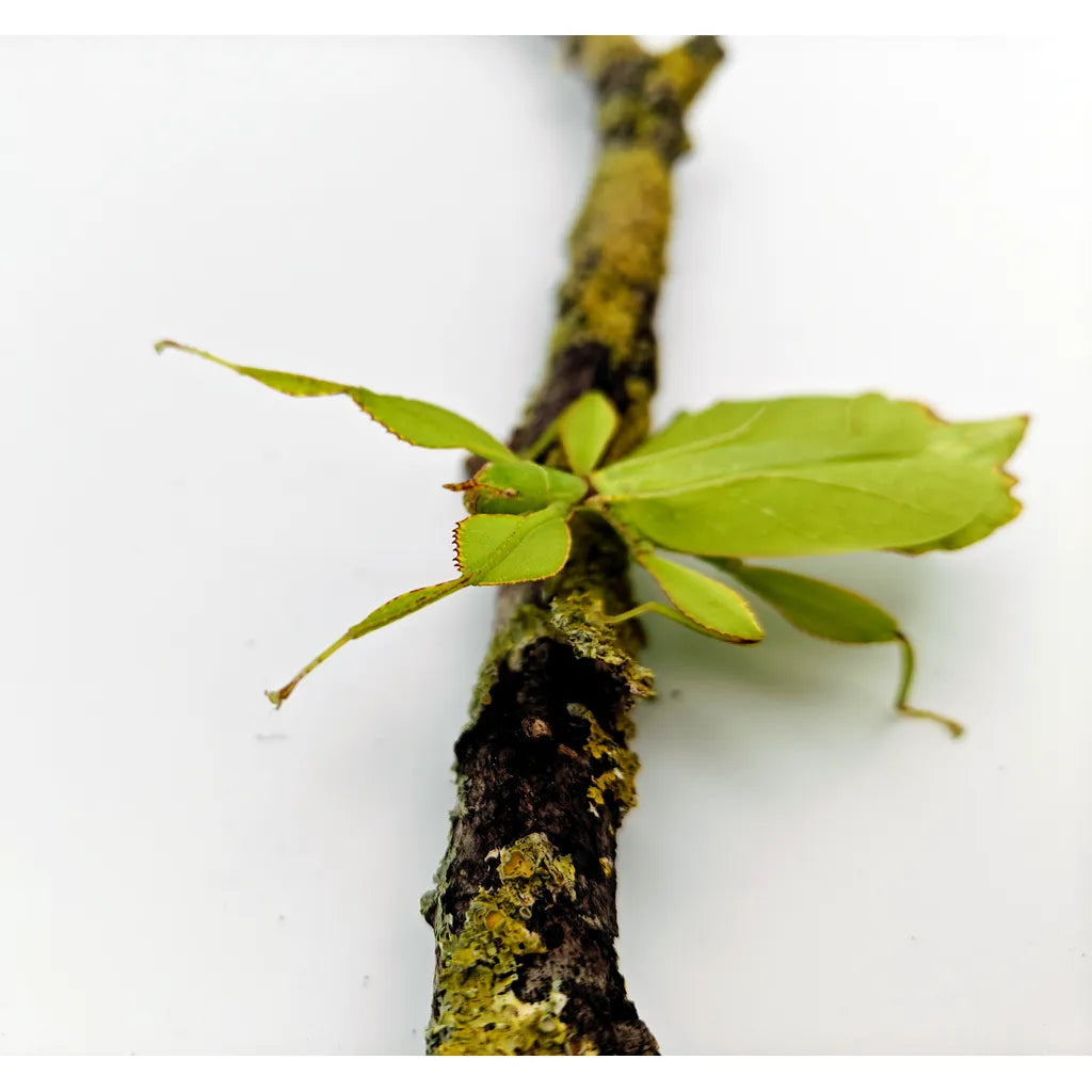 Acheter_Phasme_Feuille_Phyllium_philippinicum_4