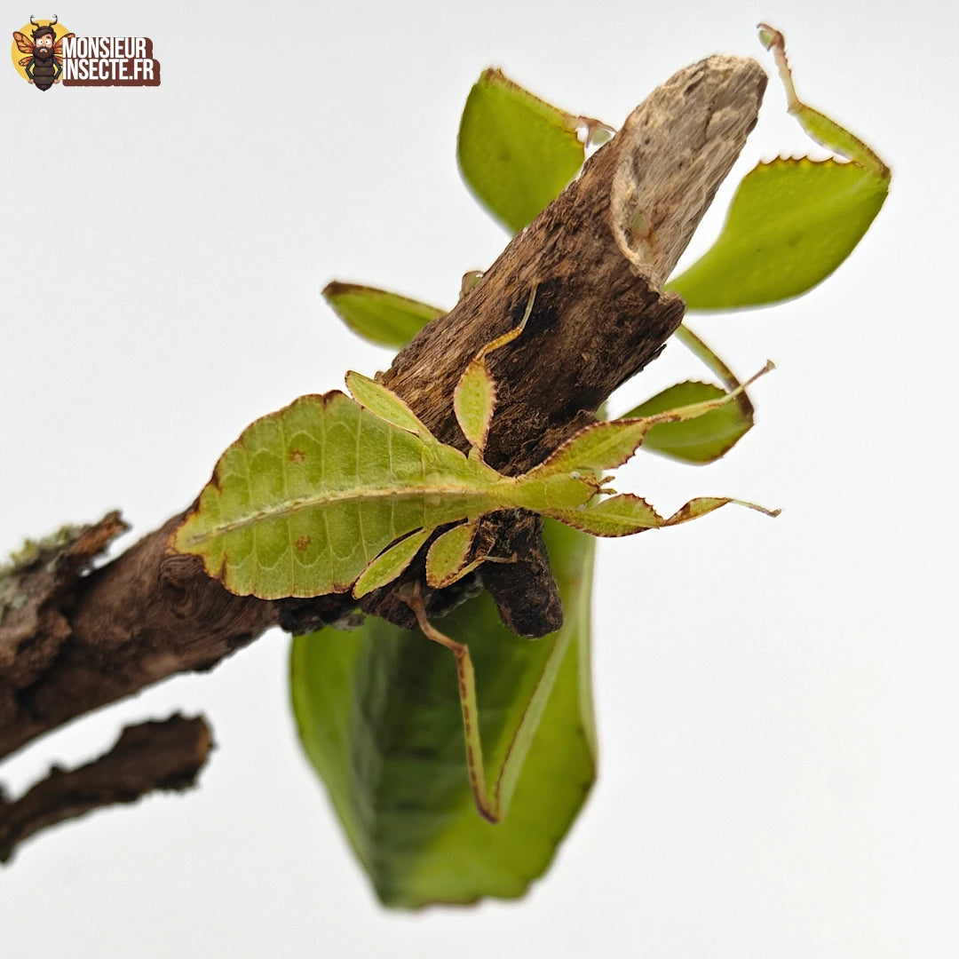 Acheter Phasme Feuille Phyllium philippinicum 9