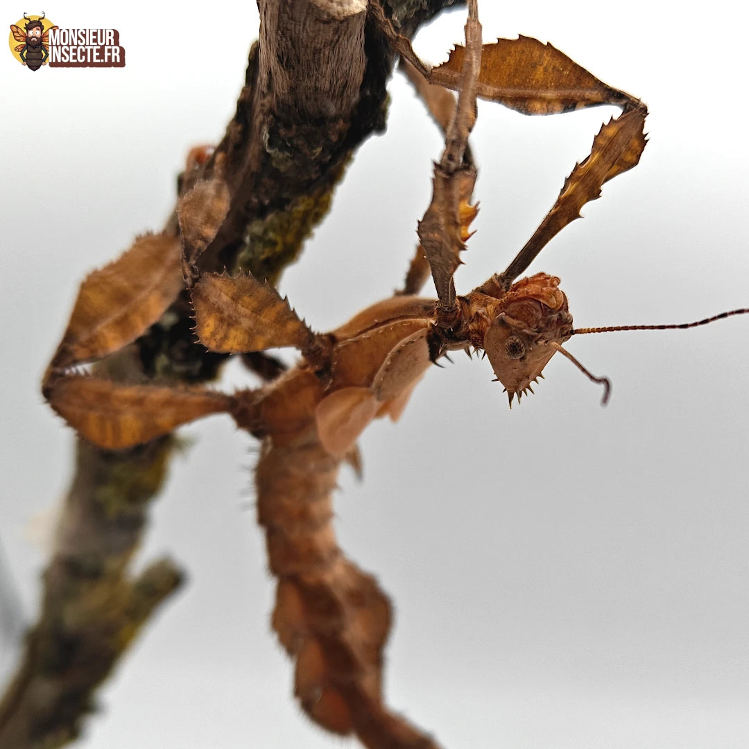 Acheter phasme scorpion 3