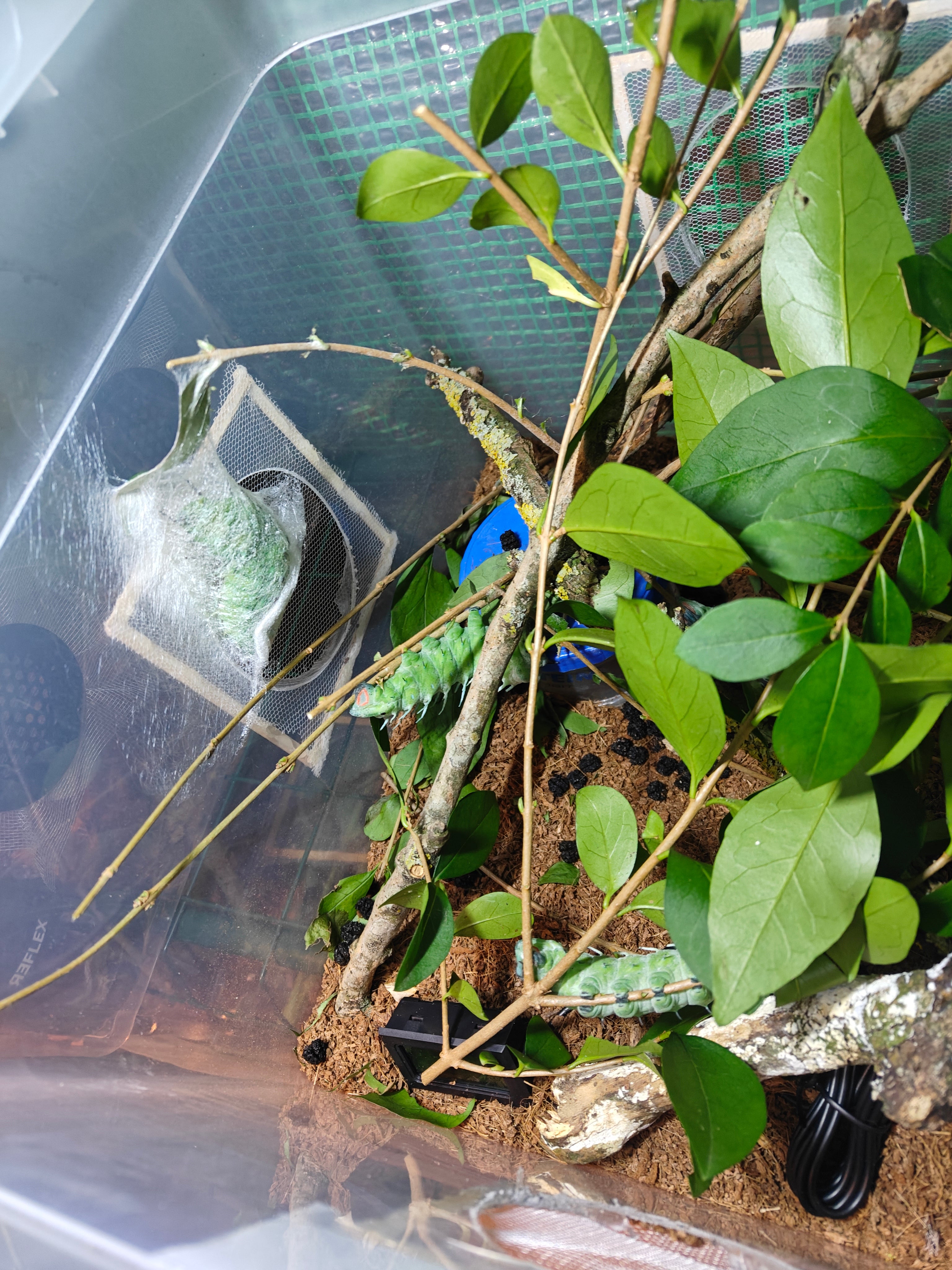 Chenille du papillon Atlas Attacus  - Monsieur Insecte