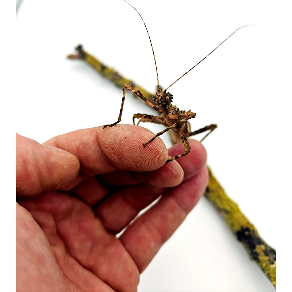 sungaya inexpectata 3