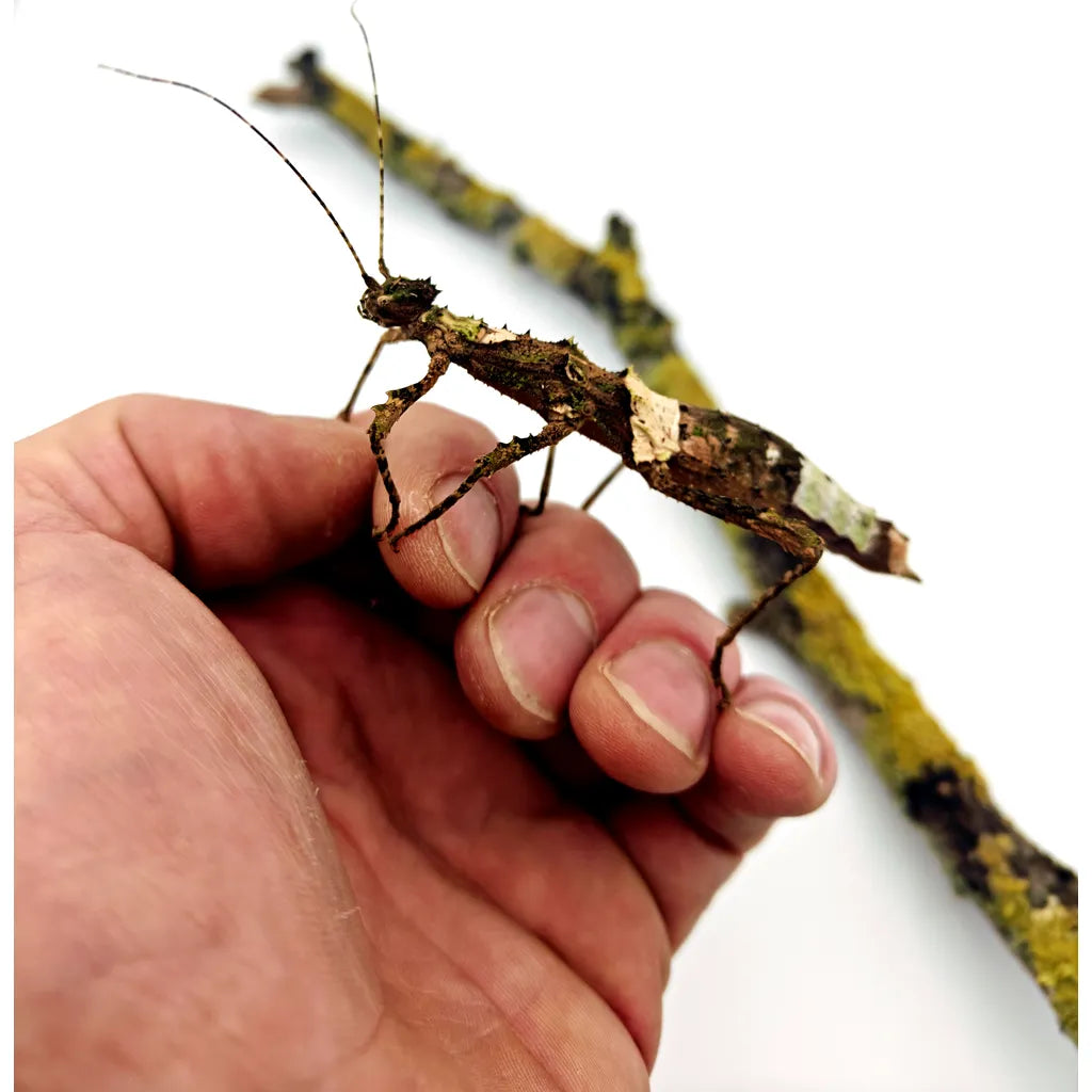 sungaya inexpectata 4 femelle gravide