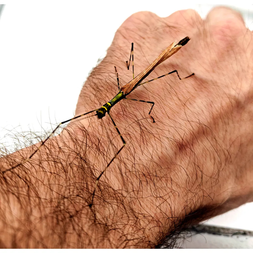 Phasme | Calvisia kneubuehleri