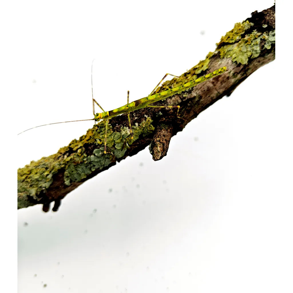 Phasme | Calvisia kneubuehleri