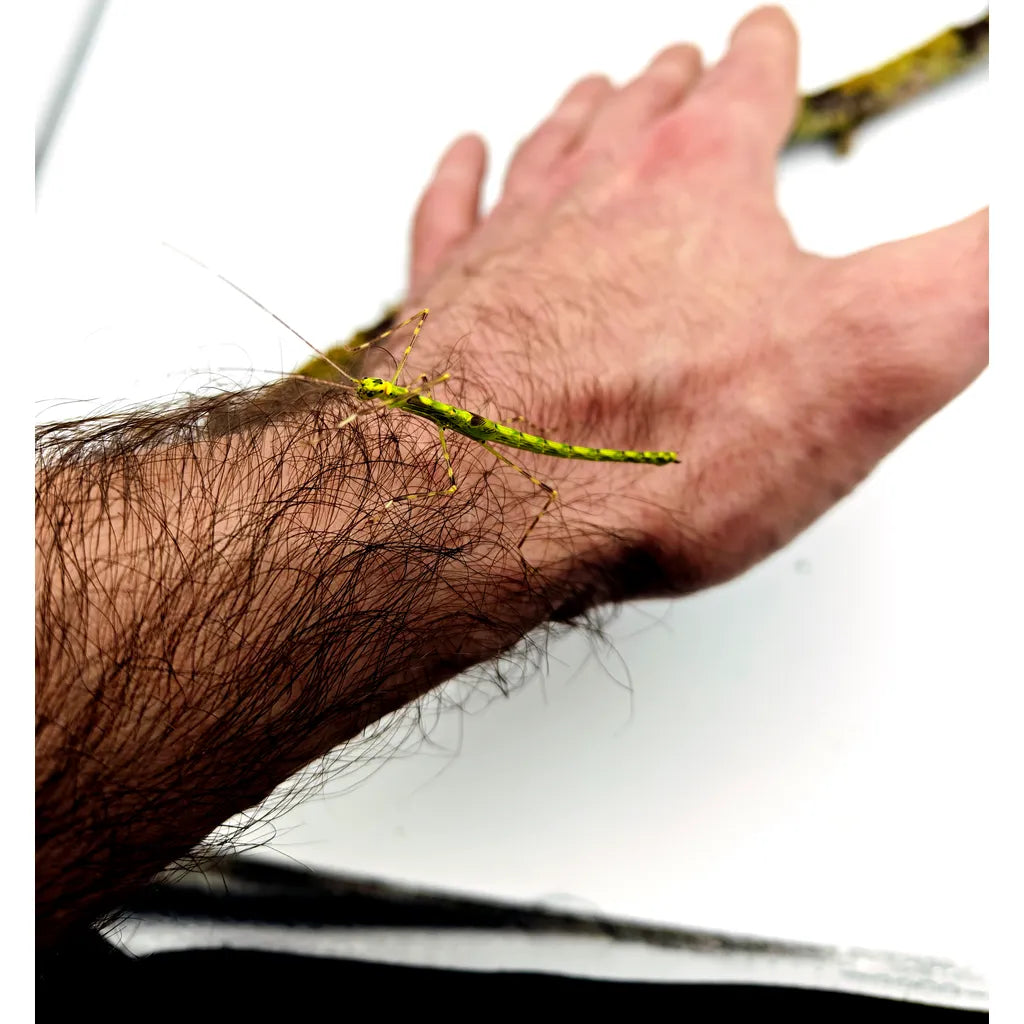 Phasme | Calvisia kneubuehleri