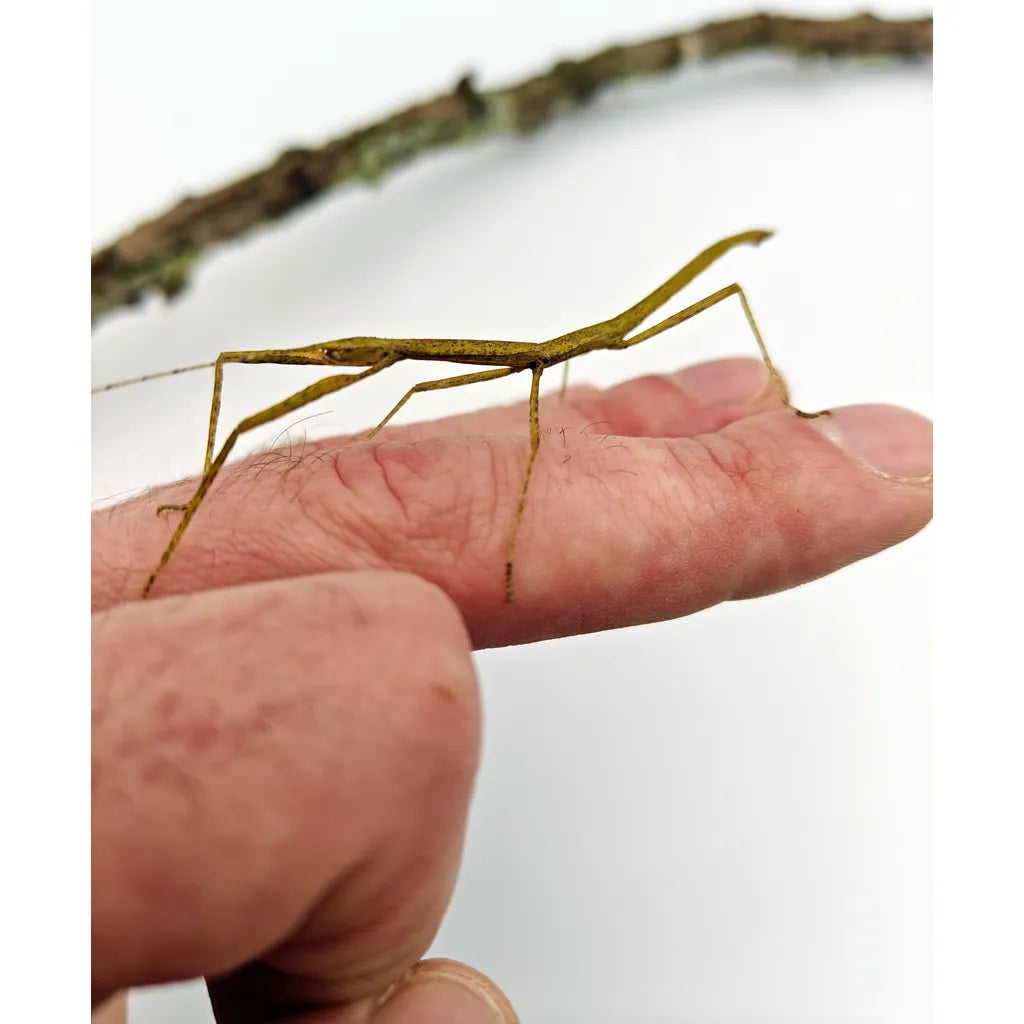 Phasme | Phasme bâton Carausius Morosus