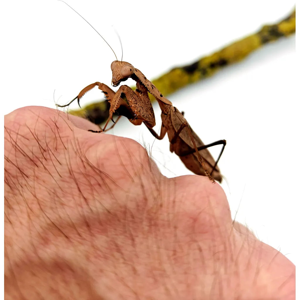 Mante religieuse DÉBUTANT | Prohierodula Picta