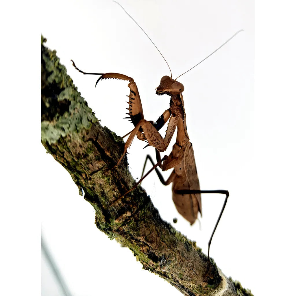 Mante religieuse DÉBUTANT | Prohierodula Picta