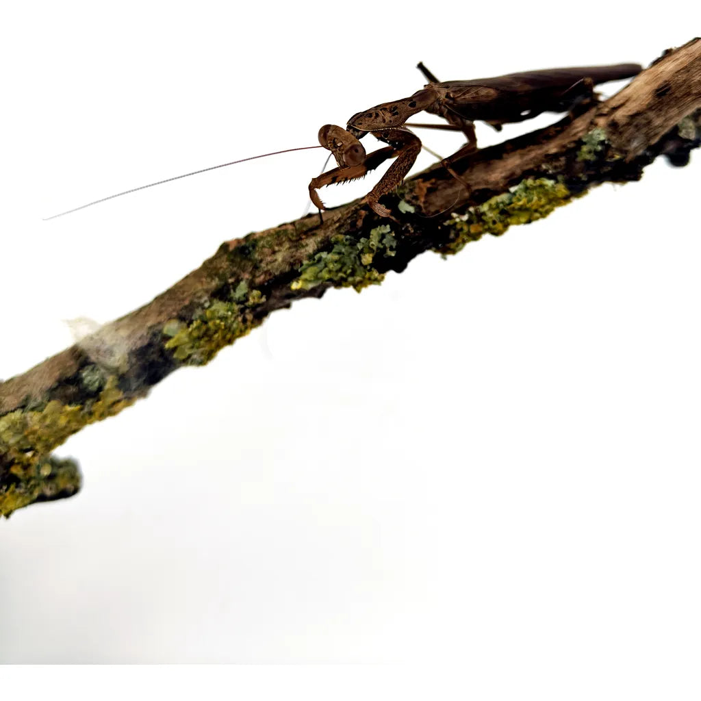 Mante religieuse DÉBUTANT | Prohierodula Picta