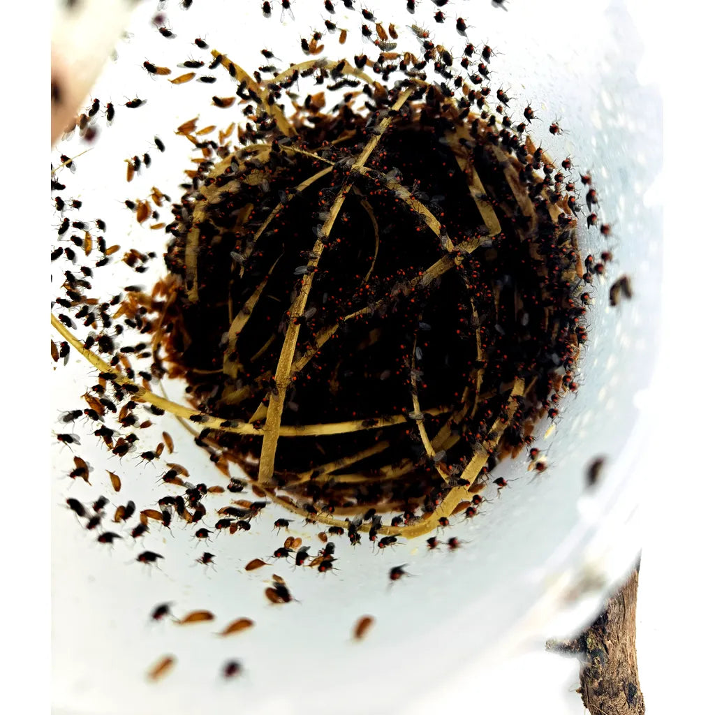 Mouches | Drosophiles 1