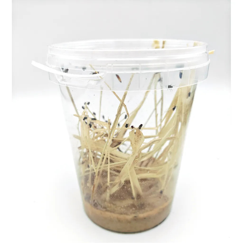 Mouches | Drosophiles 2