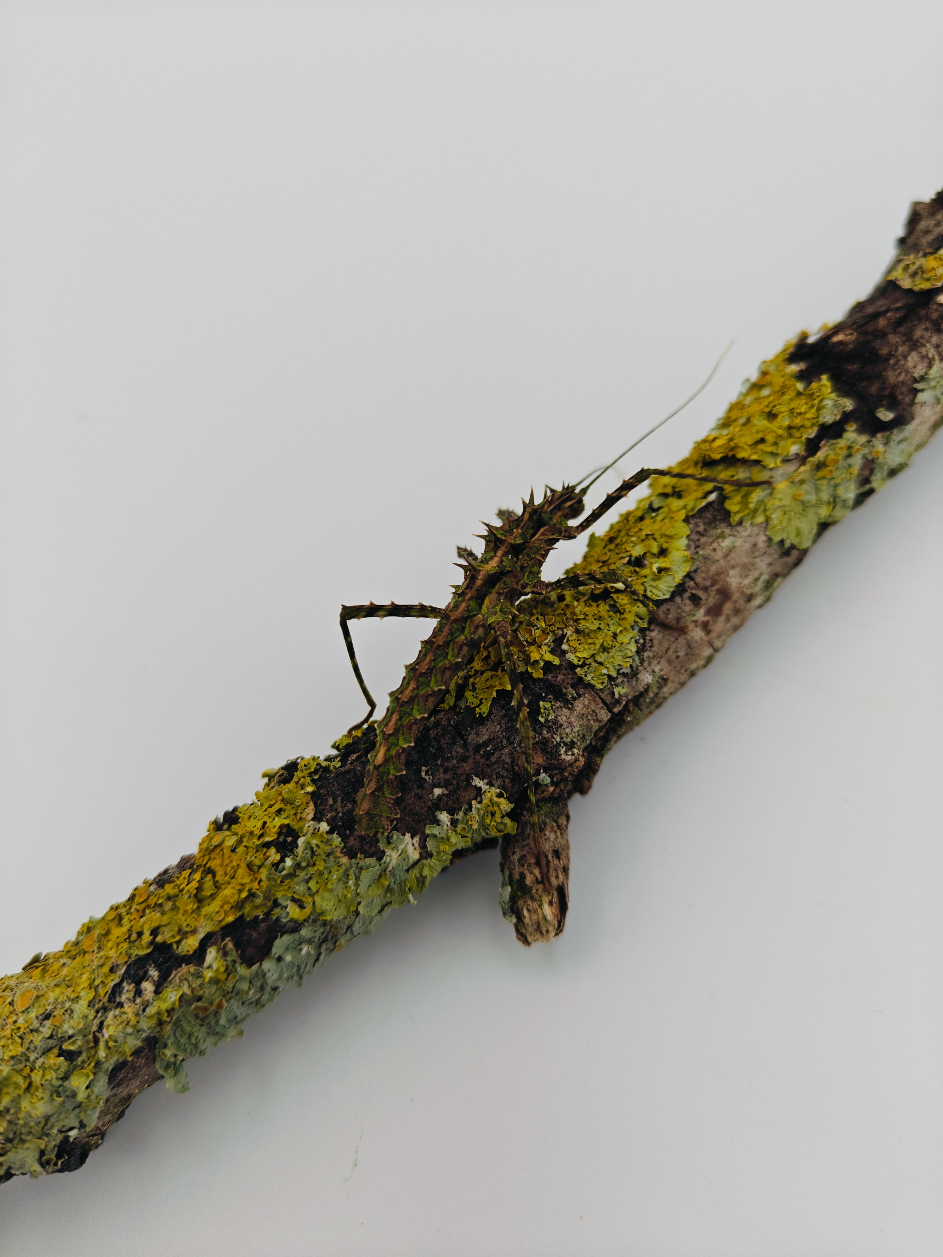 Phasme | Brookphasma spinifemoralis 3